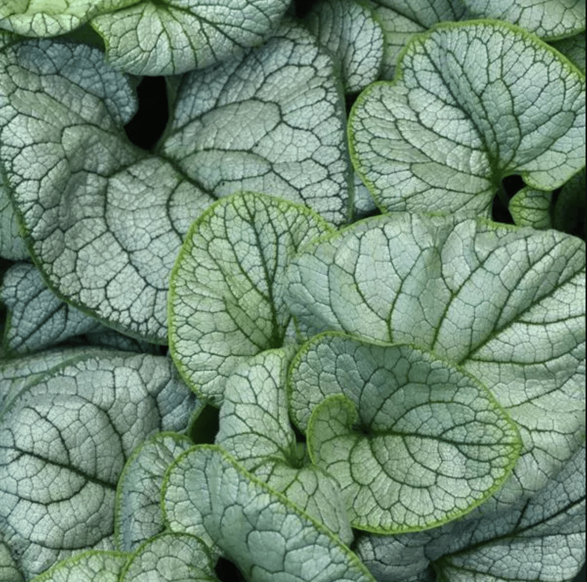 Brunnera Permafrost